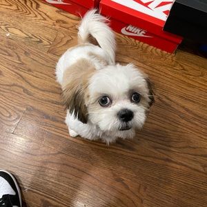 Meet your Posher, Jimmy